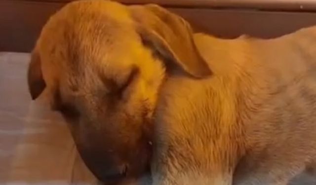 Sivas'ta yavru köpeğe sopayla şiddete para cezası