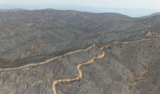 Marmaris'te yanan alanlar yeniden yeşillendi