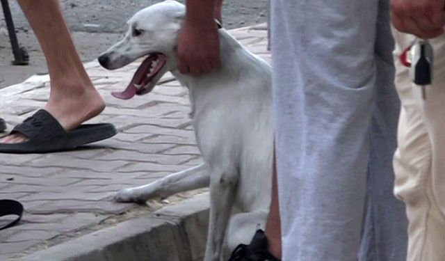 Yangın çıkan evdeki 2 köpeği itfaiye kurtardı