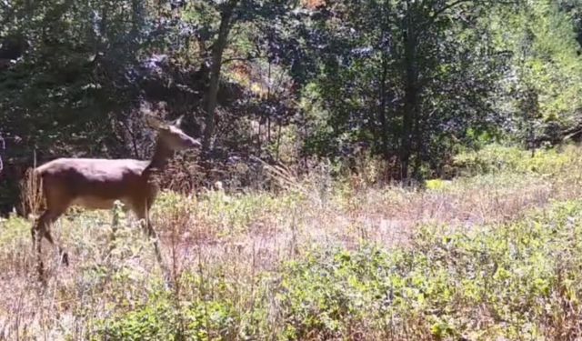 Bolu'da milli parkta kızılgeyik fotokapanla görüntülendi