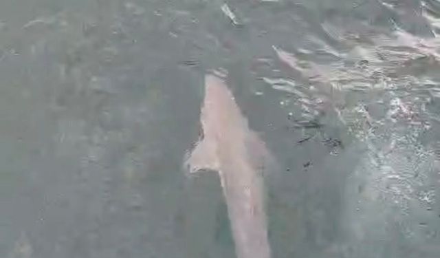 Balıkçıların ağına köpek balığı takıldı