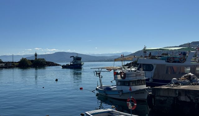 Karadeniz'de aşırı avcılık nedeniyle hamsi boyu küçüldü