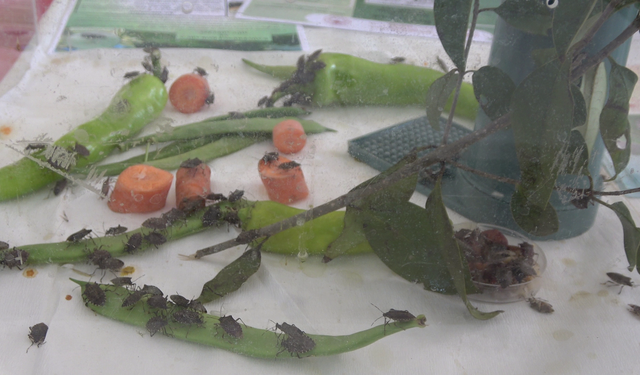 Samuray arısı, eşek arısı değil; kahverengi kokarcanın doğal düşmanı