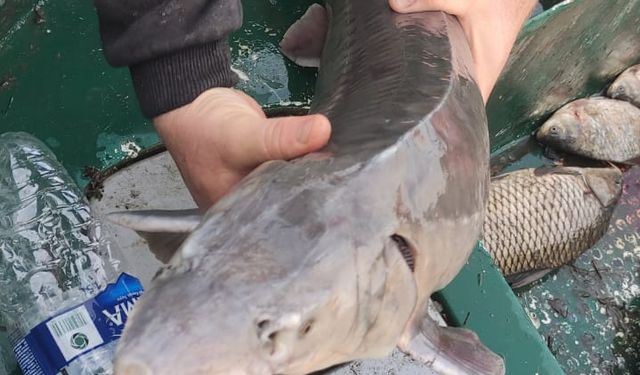 Ağlarına takılan nesli tükenme tehlikesindeki ‘mersin balığı'nı yetkilere teslim etti