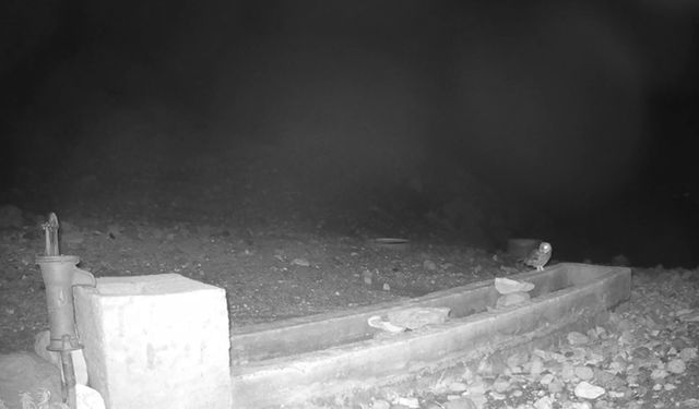 Aksaray'da yaban hayvanları kameraya yansıdı