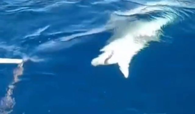 Amatör balıkçının oltasına köpek balığı takıldı