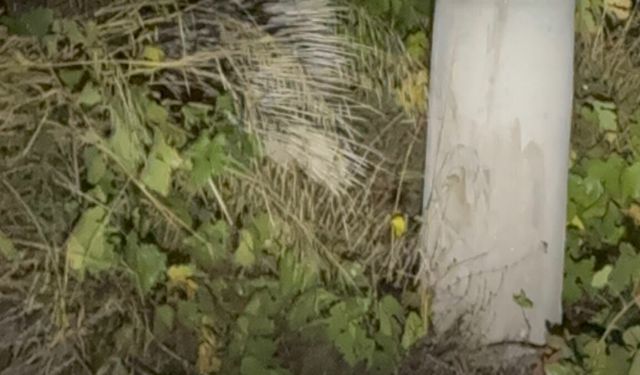 Aydın'da nesli tükenme altındaki oklu kirpi görüldü