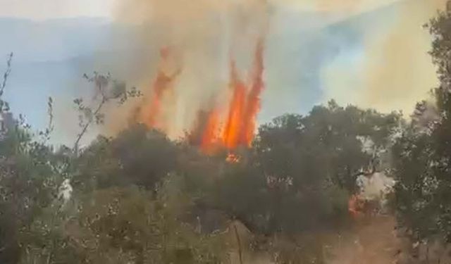 Aydın'da orman yangını