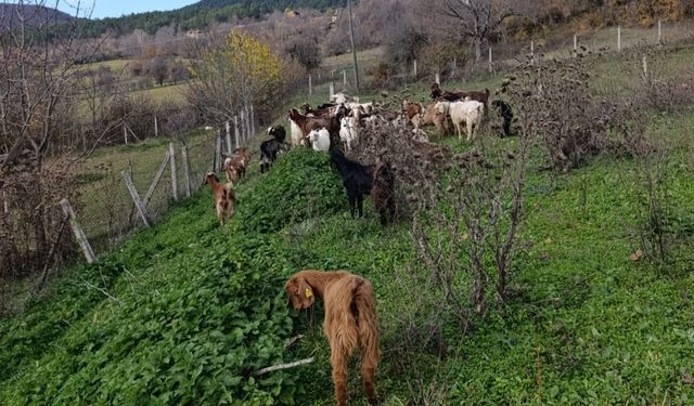 Bolu'da kaybolan küçükbaşlar, dronla bulundu