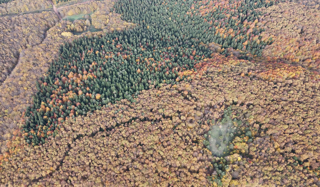 Bolu'da sonbahar manzaraları