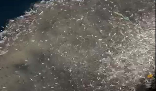 Çanakkale'de balıkçılar, avladıkları yüzlerce kasa yavru balığı denize bıraktı