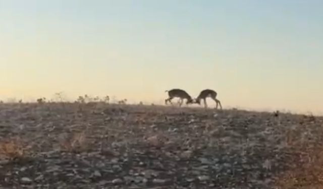 Dağ ceylanlarının kafa kafa verdiği mücadele kamerada