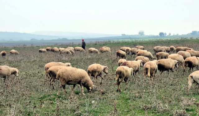 Edirne'de köy merasında bulunan top mermisi imha edildi