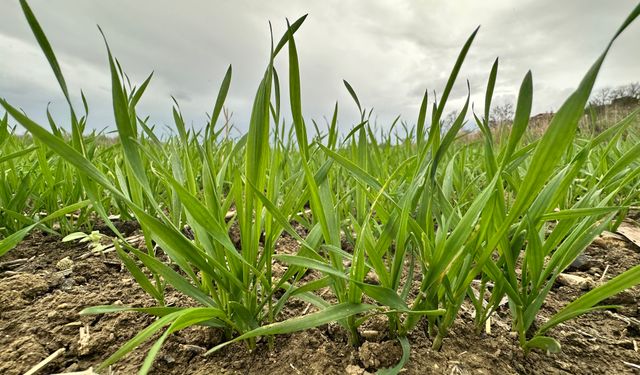 Edirne'de kuraklık nedeniyle üretici ayçiçeğinden uzaklaşıp, buğday ekimine yöneldi