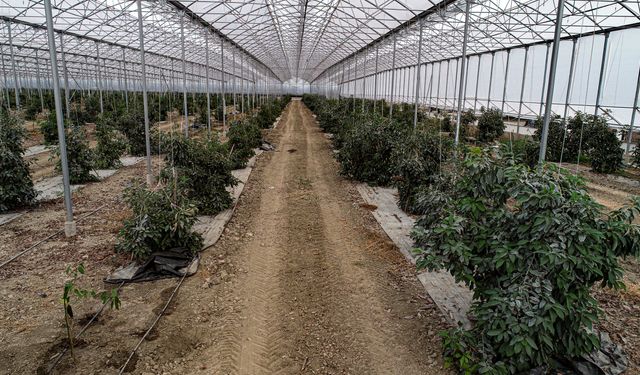 Emekli doktor, 4 kuşaktır süren tarım geleneğini kızıyla tropikal meyve serasına dönüştürdü