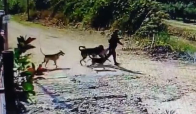 Evin bahçesindeki köpeği çaldı; o anlar kamerada