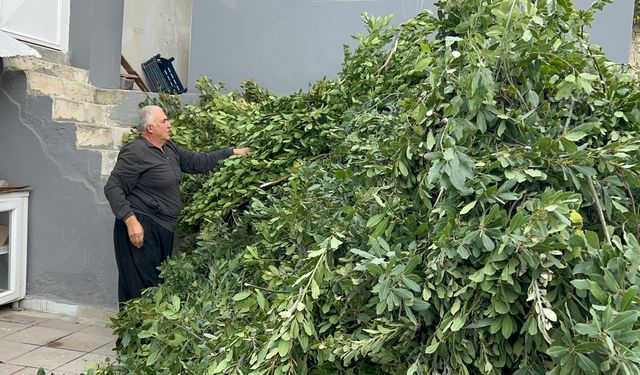 Hatay'da köylülerin geçim kaynağı defne mesaisi başladı
