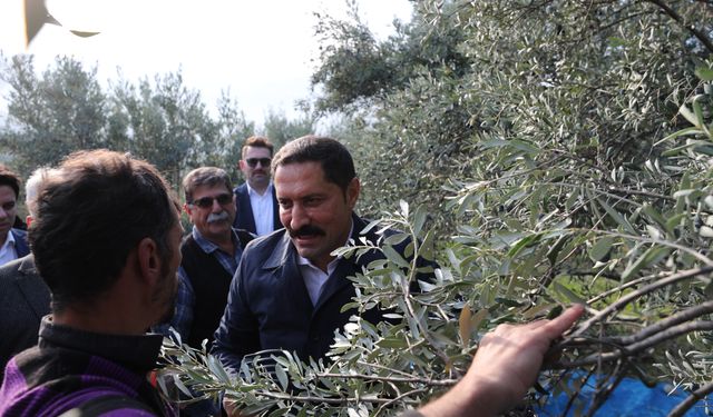 Hatay'da zeytin hasadına başlandı; 201 bin ton rekolte bekleniyor