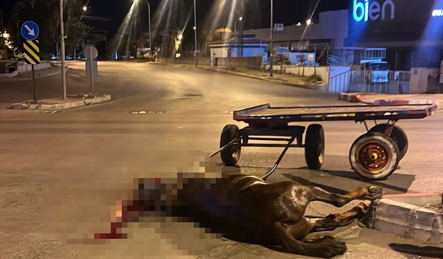 Kavşakta hafif ticari araca çarpan arabaya koşulu at öldü