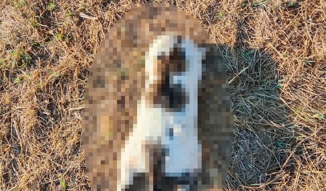 Mersin'de kedinin işkenceyle öldürüldüğü iddiasına soruşturma