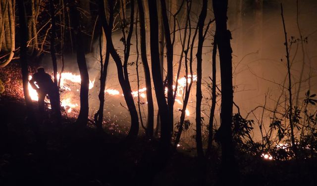 Ordu'da ormana da sıçrayan örtü yangını kontrol altına alındı