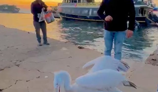 Sahile çıkan pelikanı, balıkla beslediler