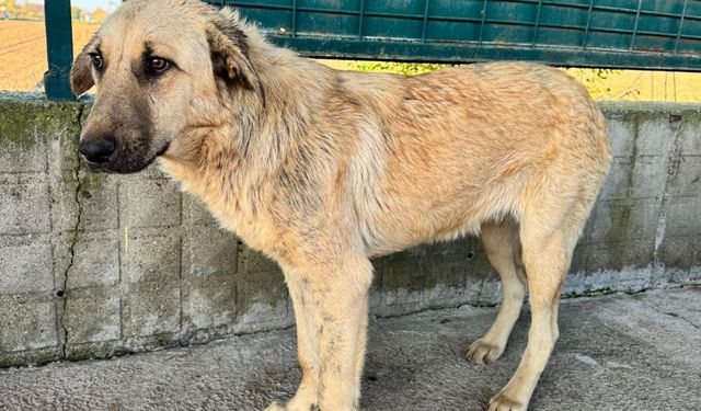 Sokak köpeğini iple sürükleyen belediye personeli adli kontrolle serbest