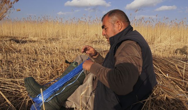 Sultan Sazlığı'ndan Avrupa'ya kamış ihracatı