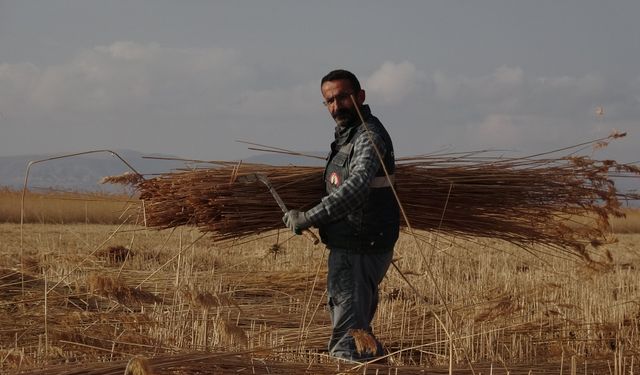 Sultan Sazlığı'ndan Avrupa'ya kamış ihracatı/Ek fotoğraflar