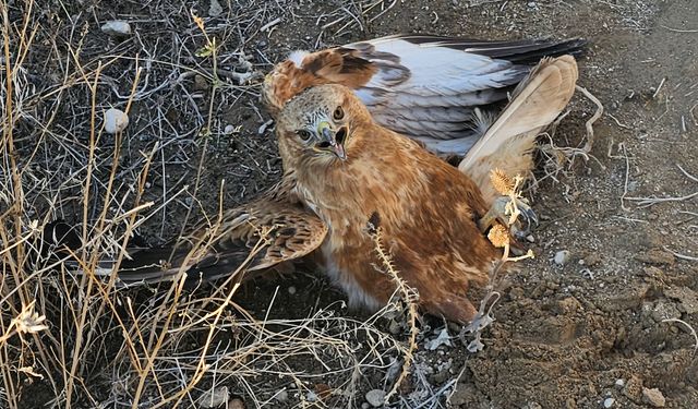 Yaralı halde bulunan kızıl şahin, tedaviye alındı