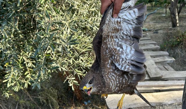 Yaralı şahin tedaviye alındı