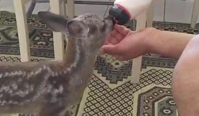 Yavru karacayı 5 aydır elleriyle besliyor