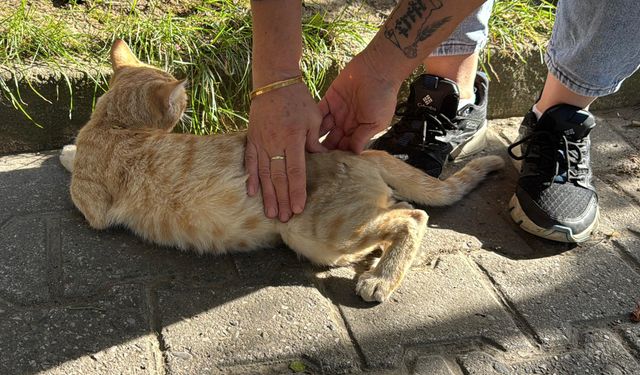 'Yolcu' isimli kedi, tedavi edildiği dolmuş durağının maskotu oldu