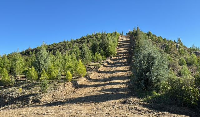 Dalaman'da yanan alanlar tekrar yeşerdi / Ek fotoğraflar