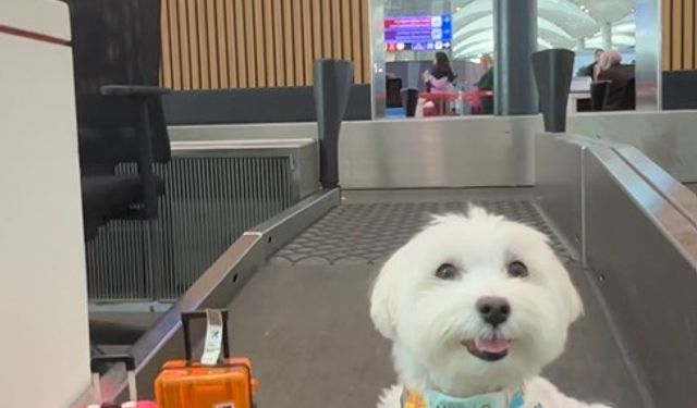 Dünya turundaki köpek  ‘Tofu’ İstanbul Havalimanı’nda