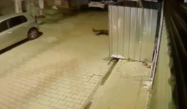 İstanbul- Fatih'te 'dur' ihtarına uymayan sürücü bekçiye çarpıp kaçtı