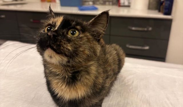 Okul bahçesinde bulunan kalçası kırık kedi, tedavi edildi