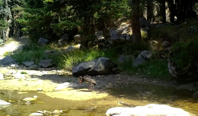 Türkiye'de nadir görülen karaleylek fotokapana yansıdı