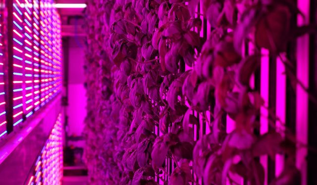 Üniversite kampüsünde 7 bin metrekarelik dikey tarım laboratuvarı kuruldu