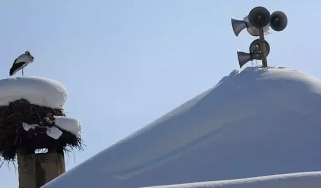 Yüksekova'da 23 yıldır göç etmeyen leyleklere yenileri eklendi