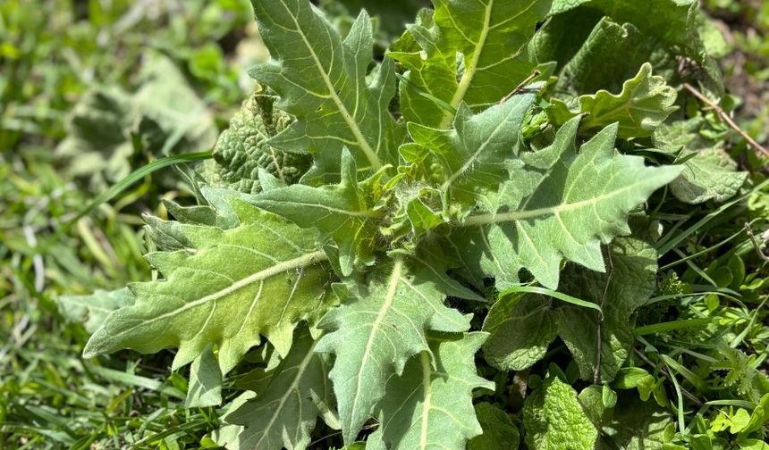 Kars'ta 'güzelavrat' otu yiyen 8 çocuk zehirledi