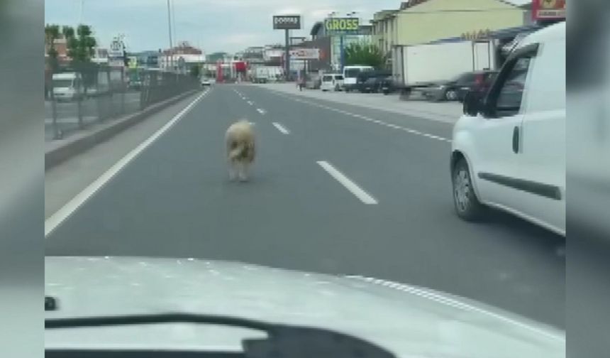 Kaçan kurbanlık koyun kara yoluna çıktı