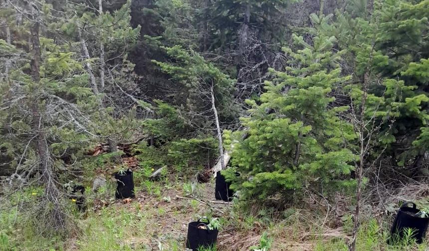Ormanda saksılarda yetiştirdiği kenevirleri sulamaya giderken yakalandı
