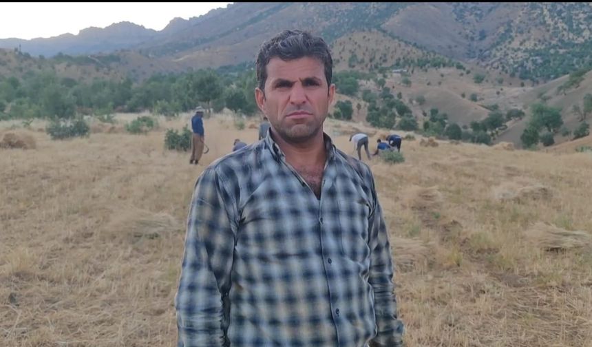 Traktörle gidilemeyen tarlalardaki buğdaylar orakla biçiliyor