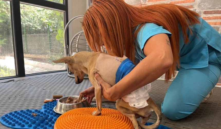 Ayrılan çift, klinikte tedavi gören köpekleri 'Lucky'i terk etti