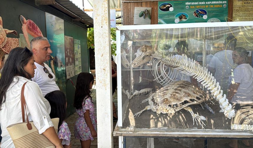 Caretta caretta müzesine ilgi