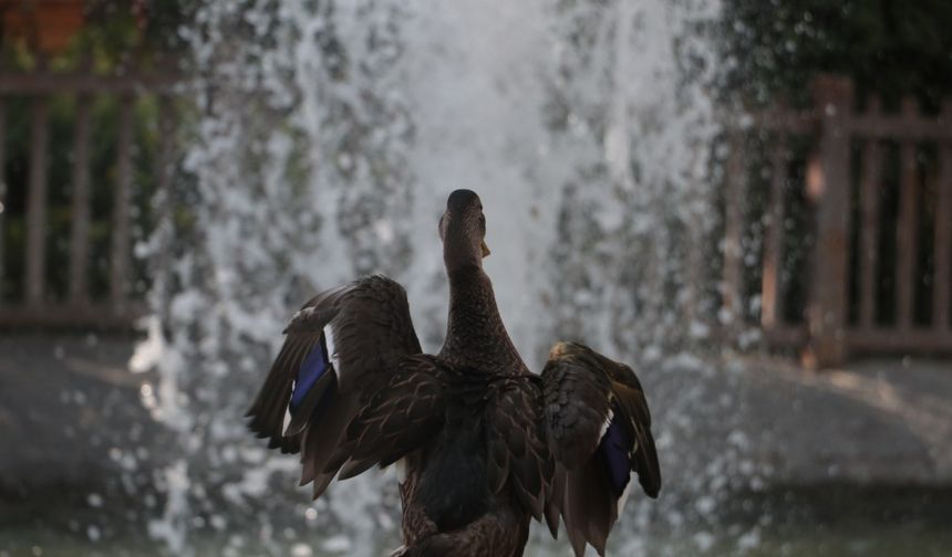 Yaralı yaban ördeğinin geçici yuvası Kuğulu Park oldu