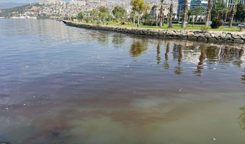 İzmir Körfezi'ni kokutan siyanobakterilermiş