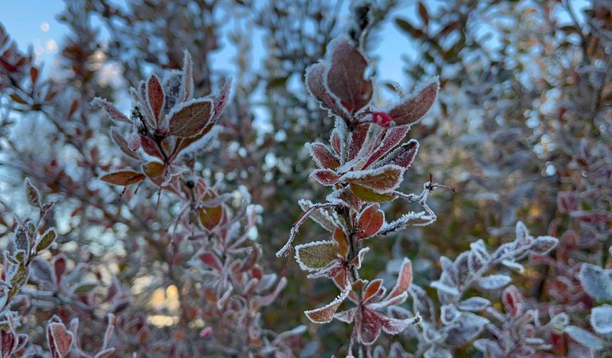 Ardahan'da hava eksi 10 dereceye düştü, kırağı oluştu