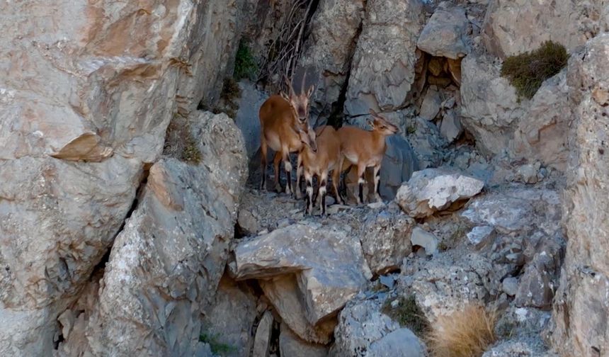 Munzur Dağları'ndaki yaban keçileri dron kamerasında